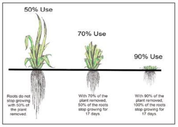 worteldiepte en groei van wortels van gras bij maaien op verschillende hoogtes van het gazon worteldiepte en groei van wortels van gras bij maaien op verschillende hoogtes van het gazon
